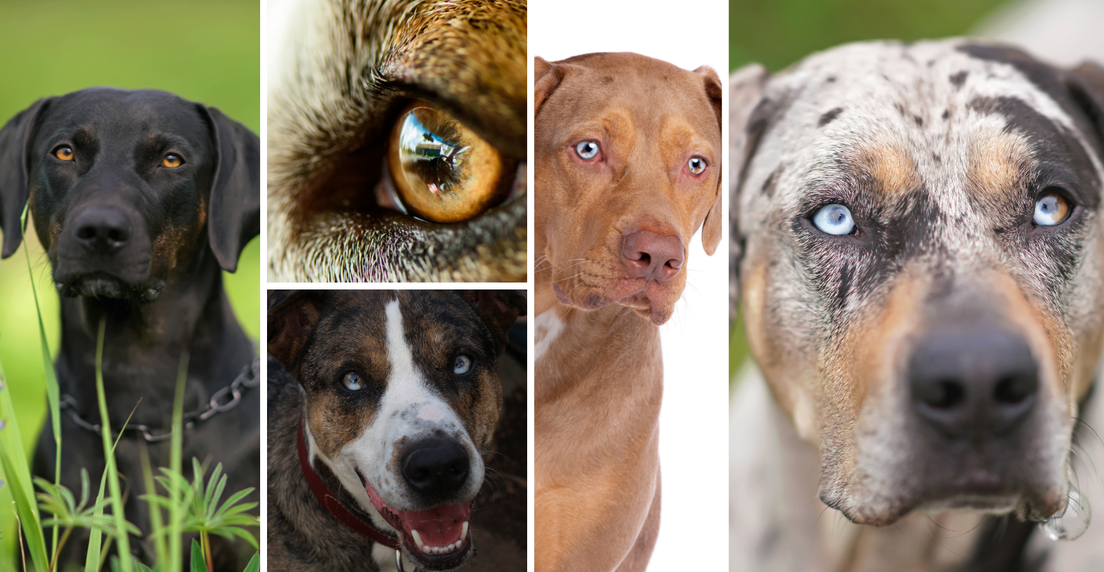 Nurturing the Beauty Health and Splendor of Catahoula Dogs